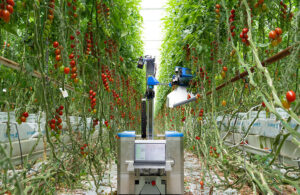 inaho tomato harvesting robot making its way between rows of cherry tomato plants.