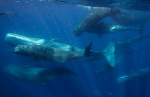 A Project CETI image of a pod of sperm whales swimming underwater.